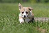 CORGI PEMBROKE 499